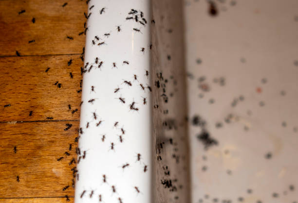 Flea Control Services in Davisboro, GA